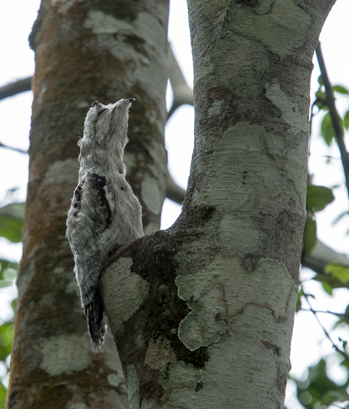 Immature Northern Potoo