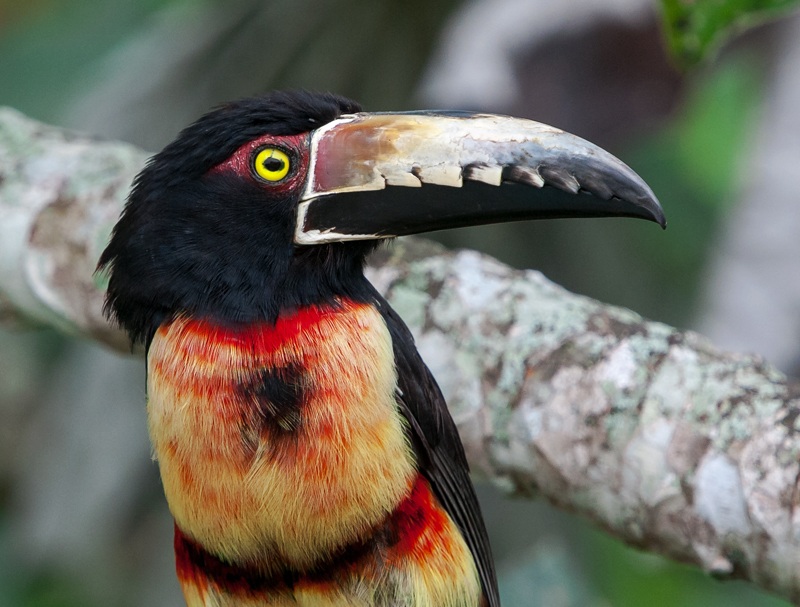 Collared Aracari