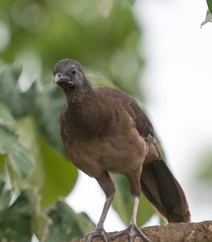 Plain Chachalaca