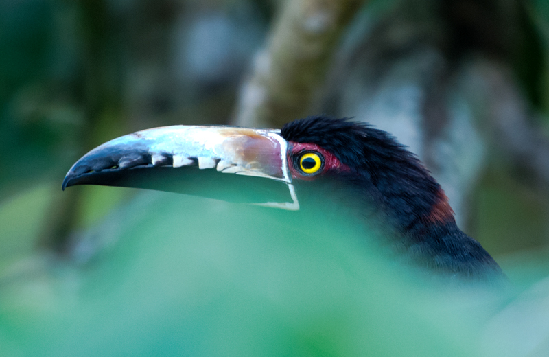 Collared Aracari
