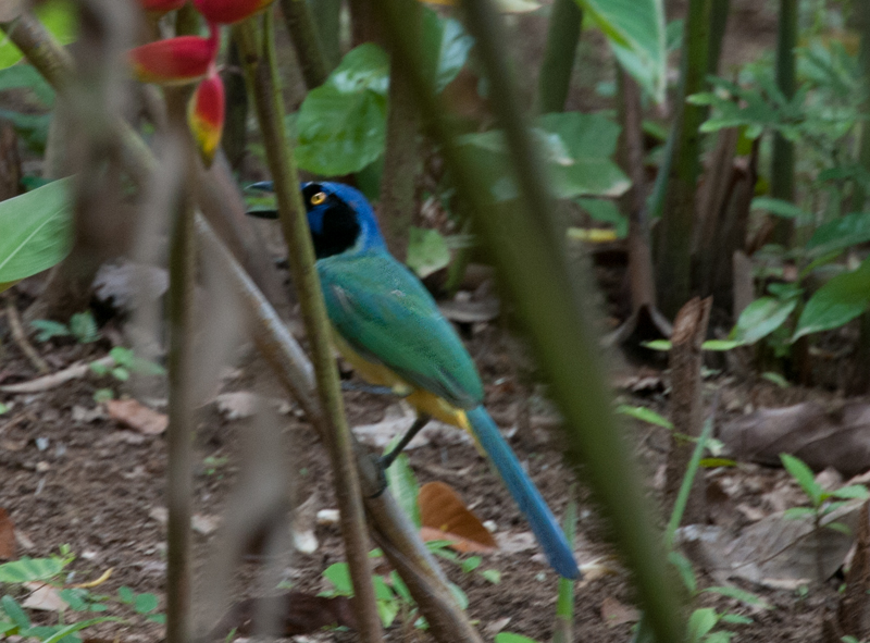 Green  Jay