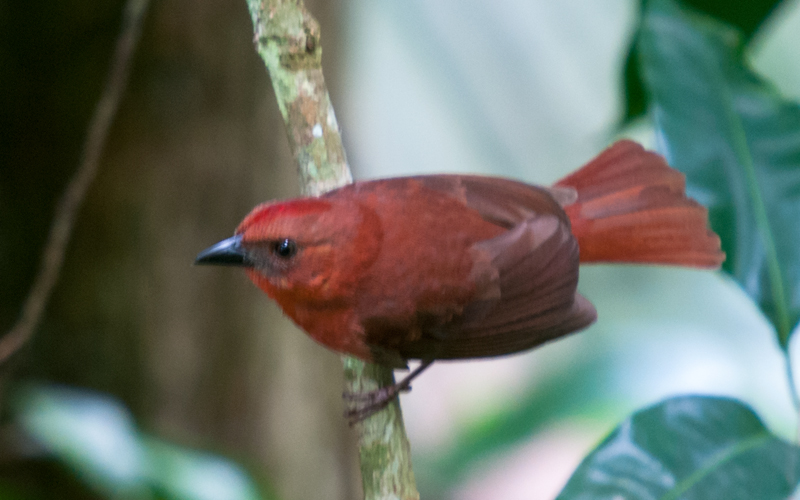 Red-throated Ant Tanager