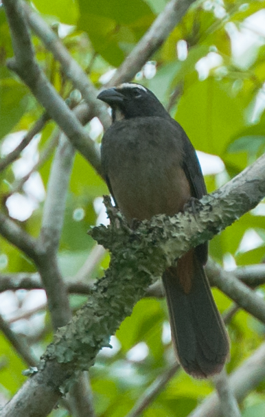 Grayish Saltator