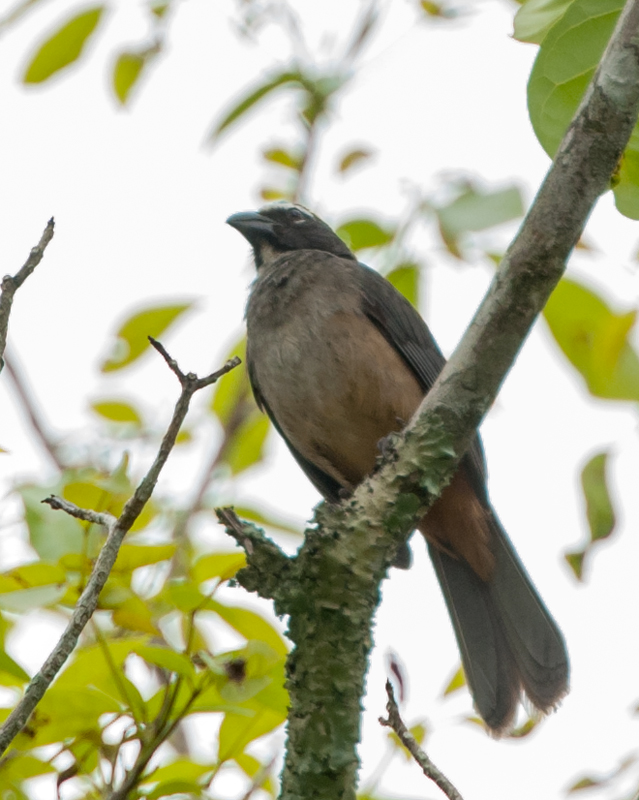 Grayish Saltator