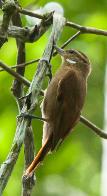 Plain Xenops