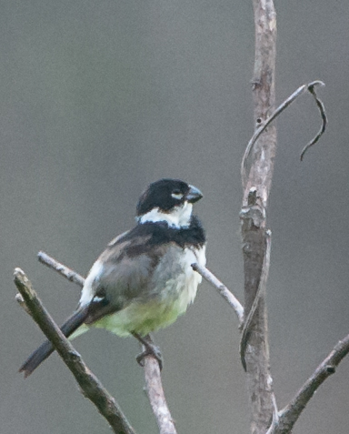 White-collared Seed Eater