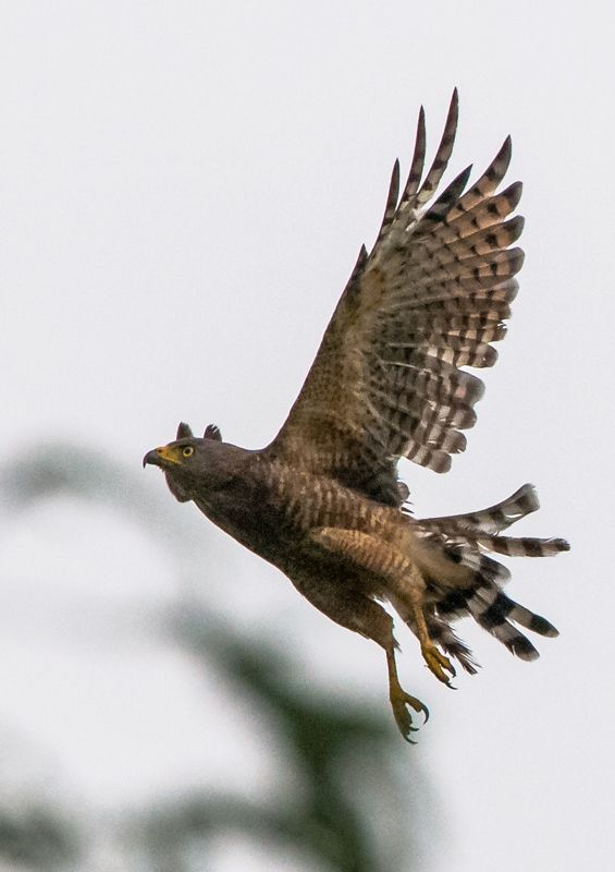 Road Hawk