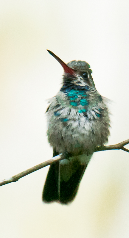 Broad-billed Hummingbird