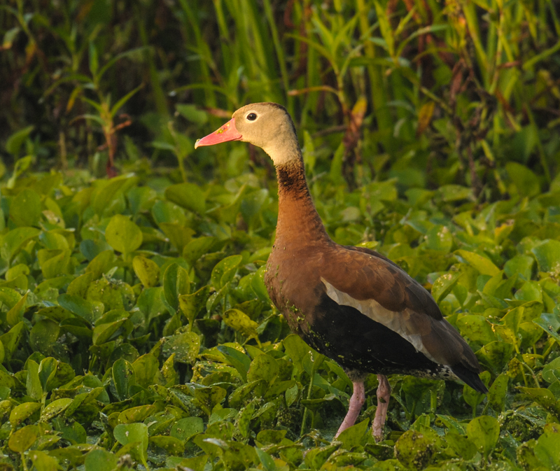 DSC_2818-1.jpg