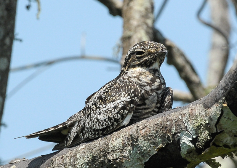 Common Nighthawk
