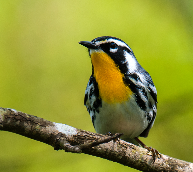 Yellow-throated Warbler