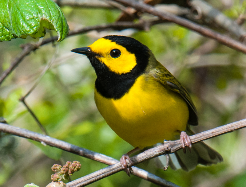 Hooded Warbler