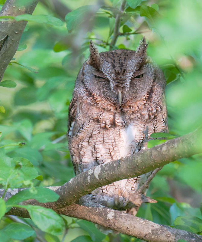 Eastern Screech-Owl