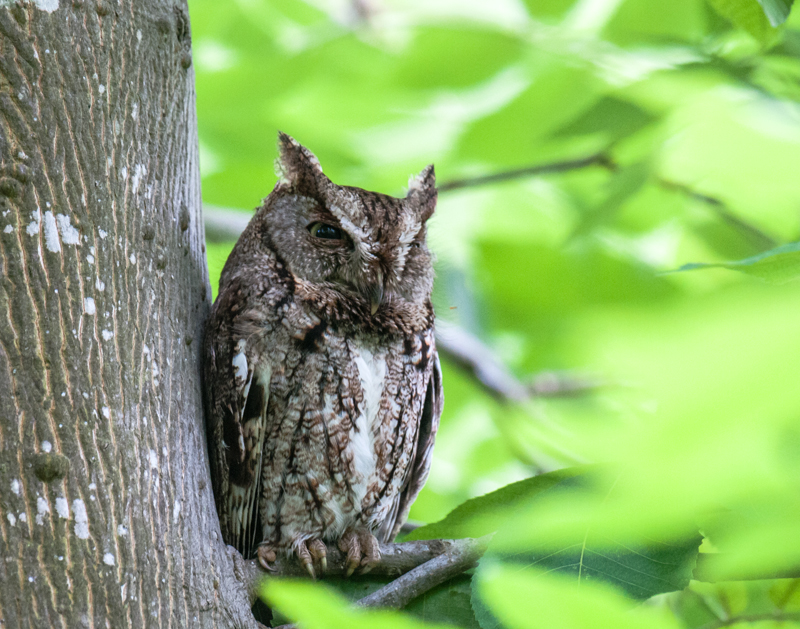 Eastern Screech-Owl