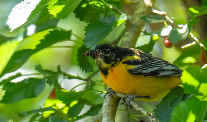 Baltimore Oriole
