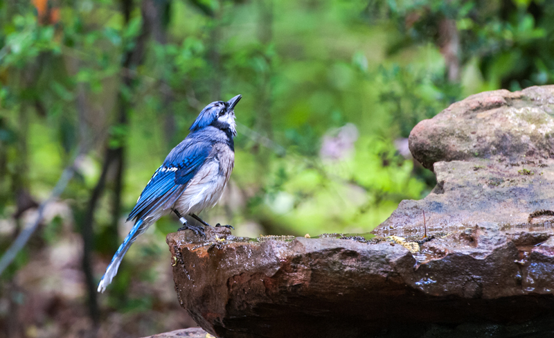 Blue Jay
