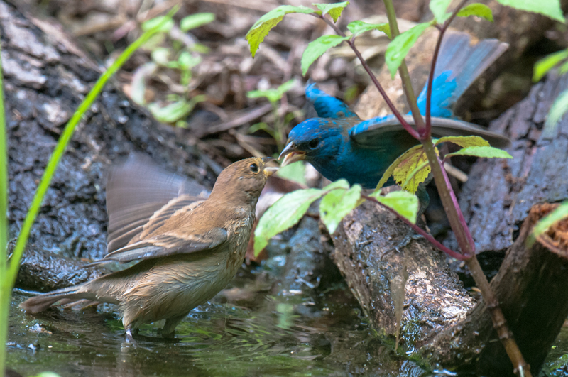 Indigo Bunting