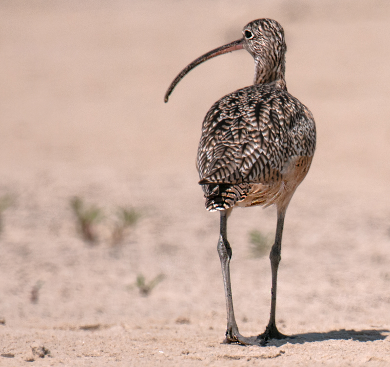 Long-billed Curlew