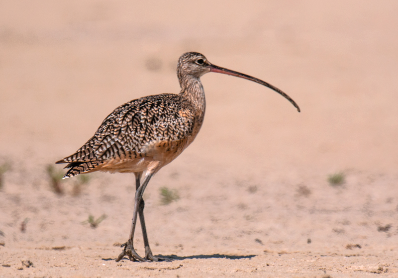 Long-billed Curlew