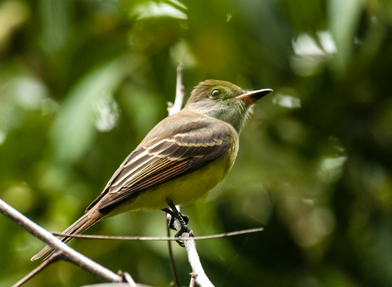 Great Crested Flycatcher