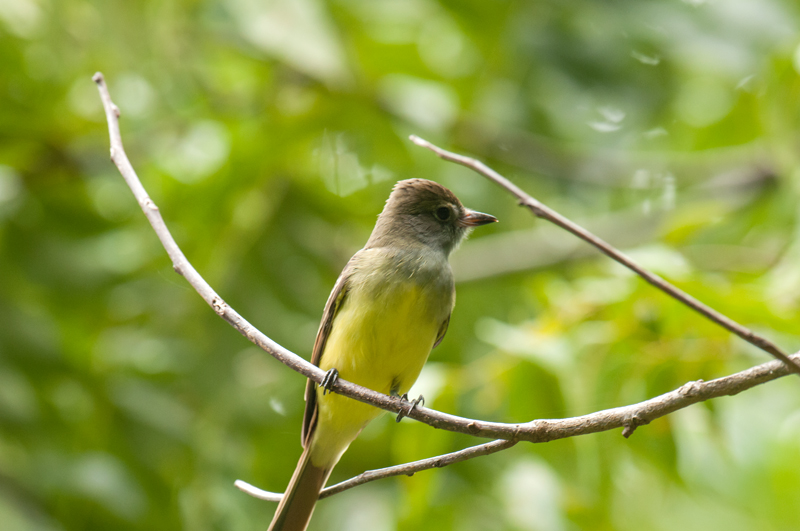 Great Crested Flycatcher