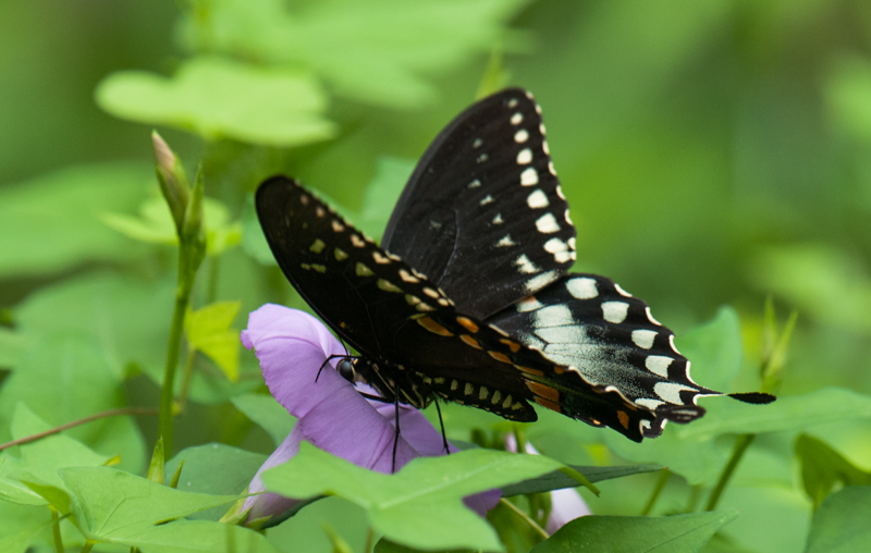 Pipevine Swallowtail