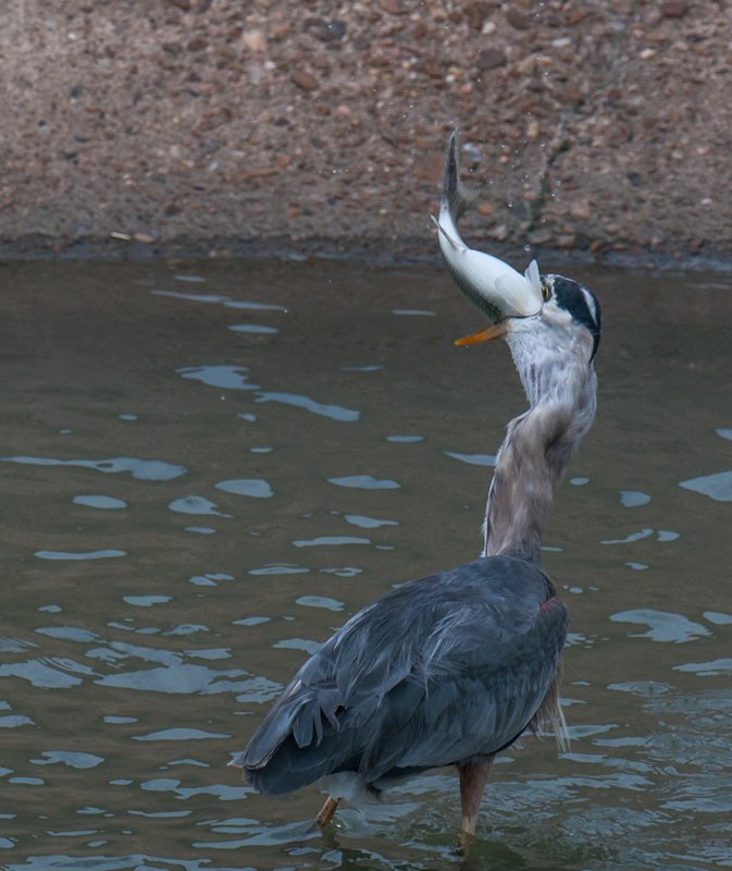 Great Blue Heron