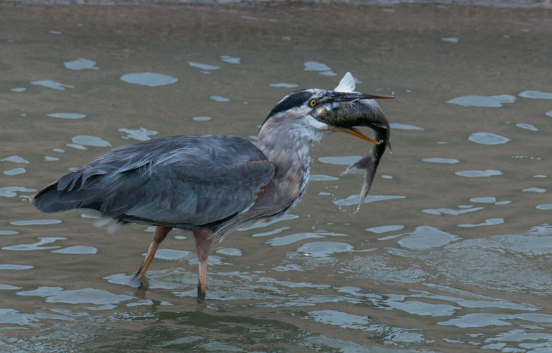 Great Blue Heron