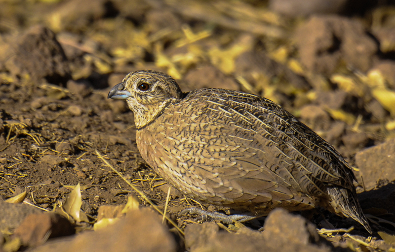Montezuma Quail