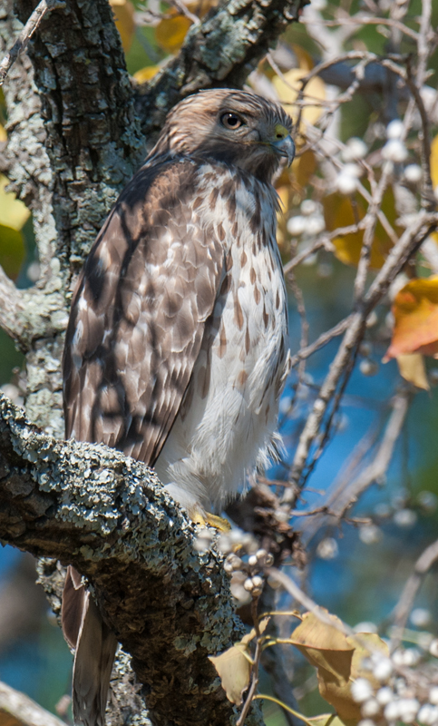 Coopers Hawk