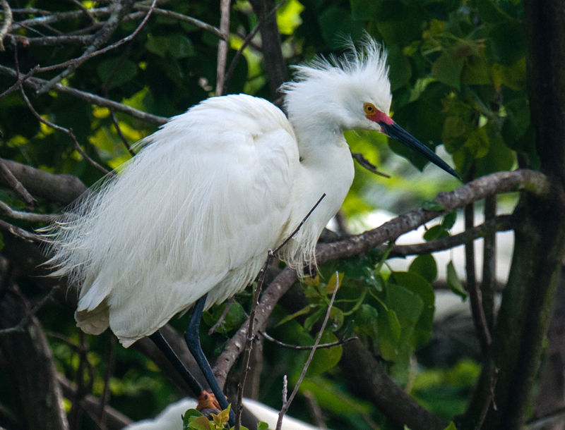 Snowy Egret