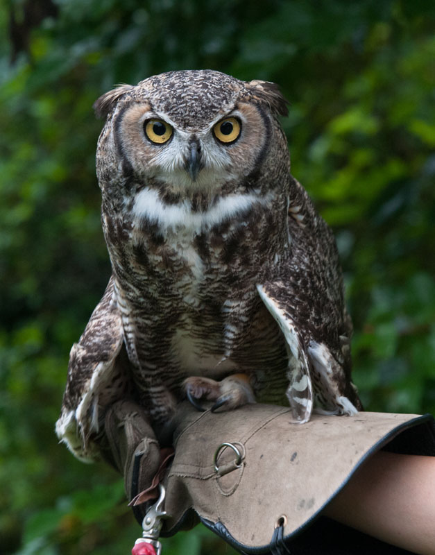 Great Horned Owl