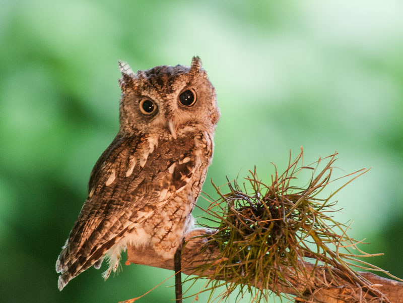 Eastern Screech-Owl