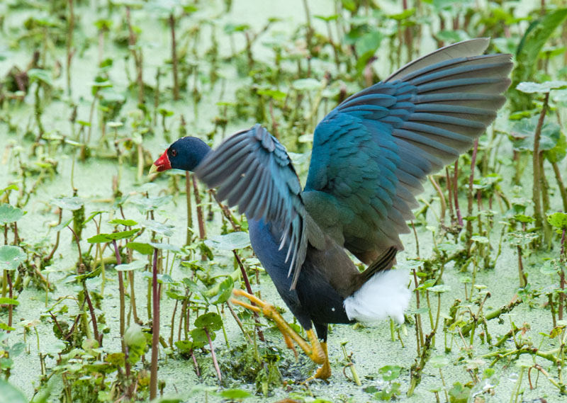 Purple Gallinule