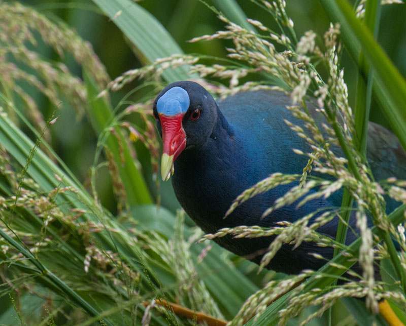 Purple Gallinule