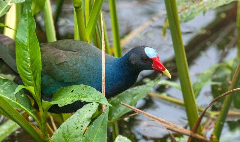 Purple Gallinule