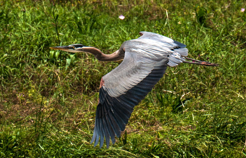Great Blue Heron