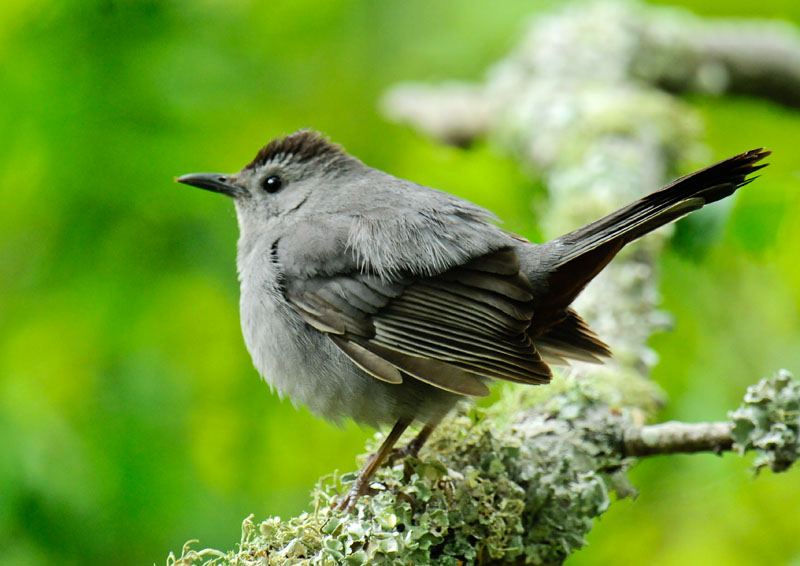 Cat Bird