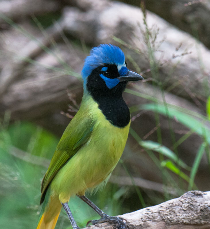 Green Jay