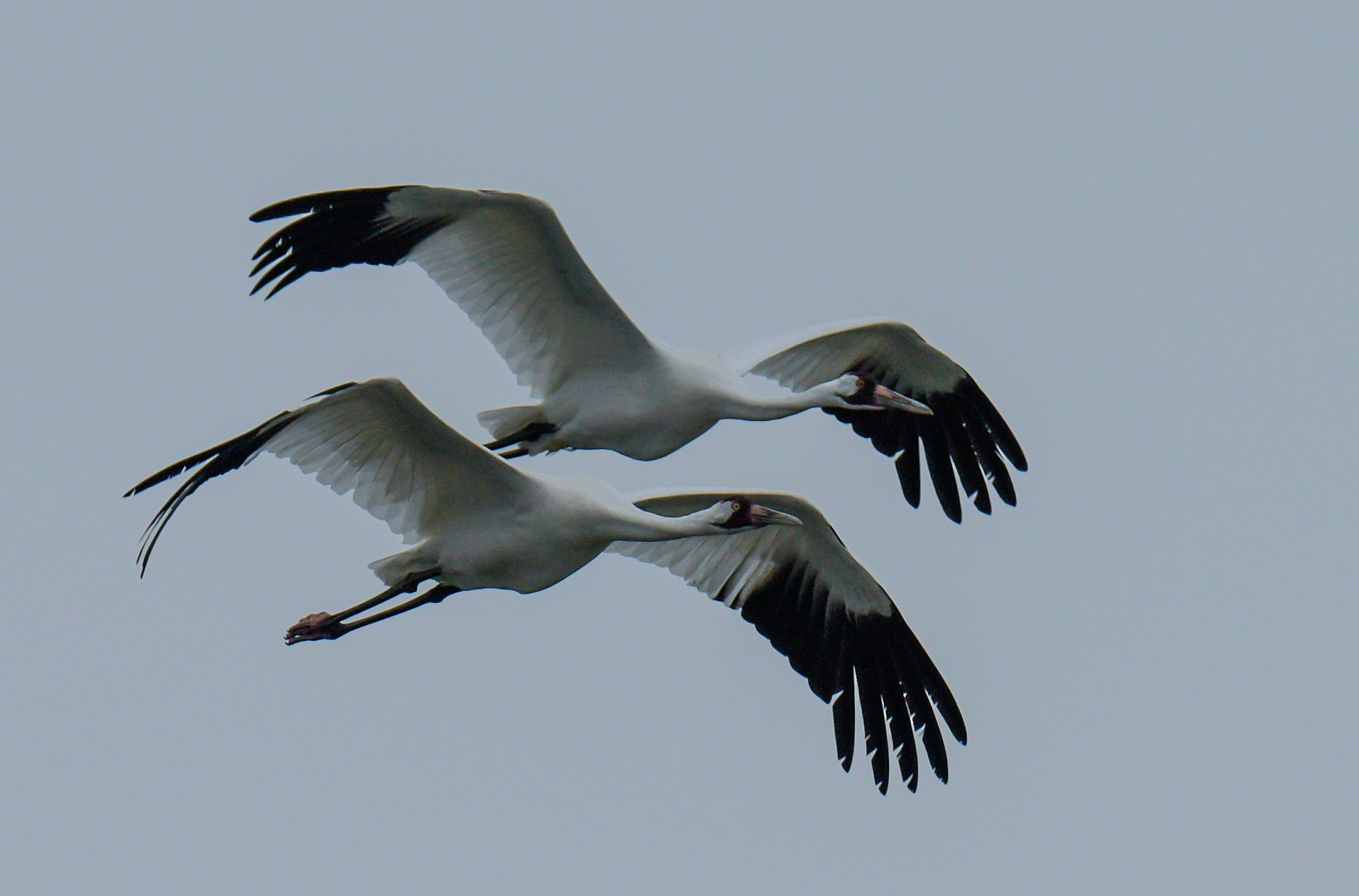 Whooping Crane