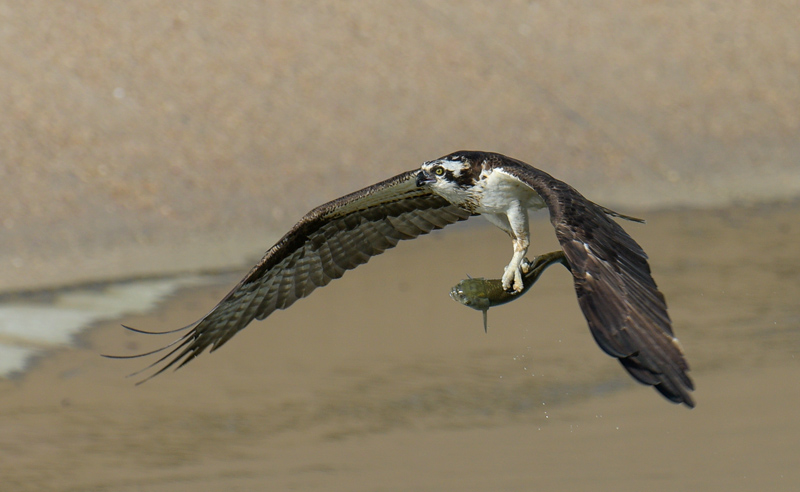 Osprey