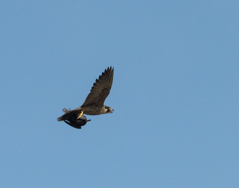 Peregrine Falcon