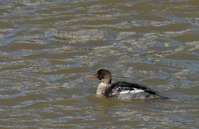 _DSC3167-3.jpg