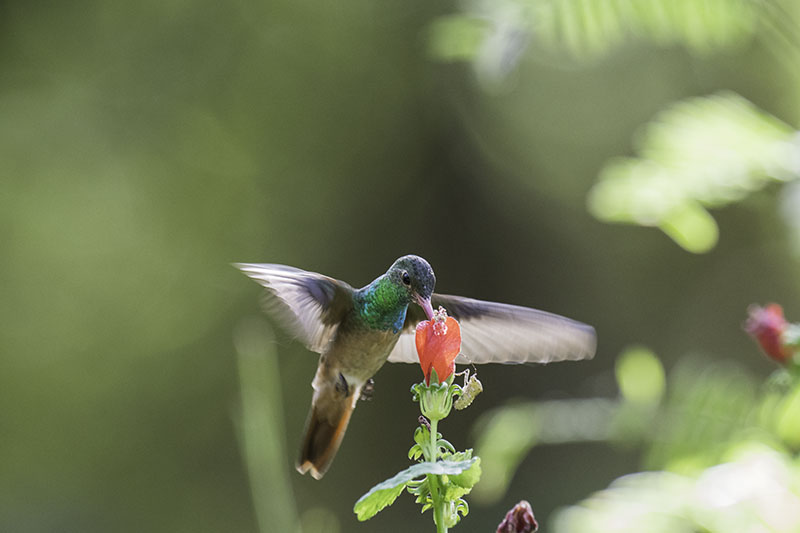 Buff-bellied Hummingbird