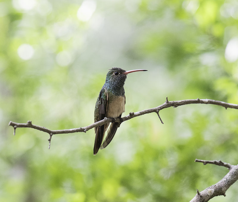 Buff-bellied Hummingbird