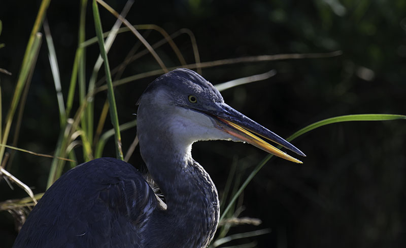 Great Blue Heron  juvenile