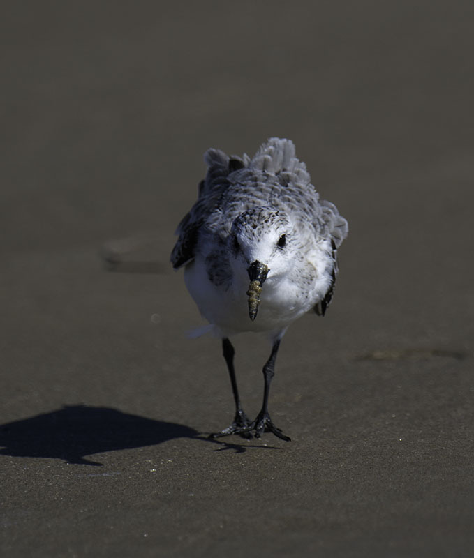 Black-bellied Plover