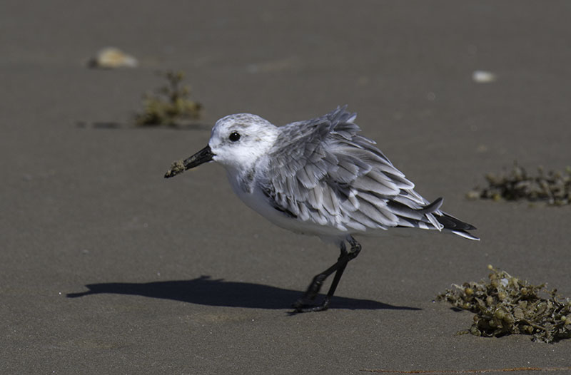 Black-bellied Plover