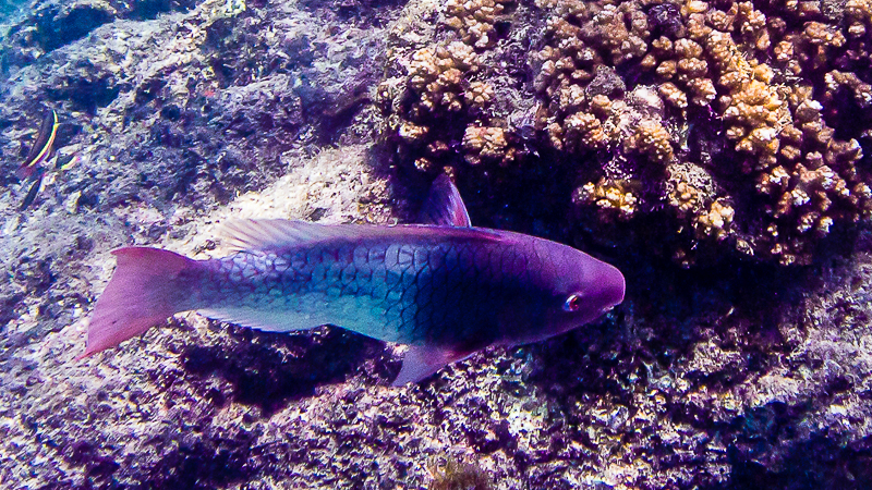 Poisson-perroquet bicolore/Ember parrotfish (Scarus rubroviolaceus)