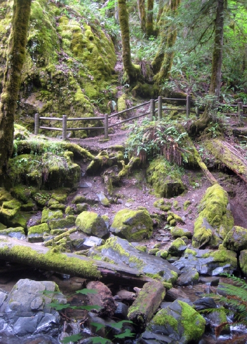 The Trail to Susan Creek Falls